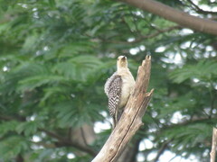 Melanerpes aurifrons