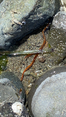 Tubulanus