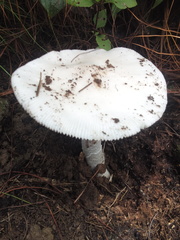 Amanita elliptosperma
