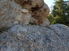 Heuchera hirsutissima