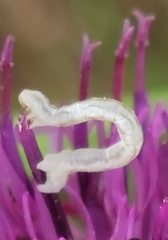 Eupithecia centaureata