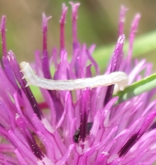 Eupithecia centaureata