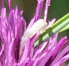 Eupithecia centaureata