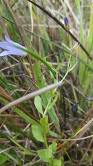 Campanula californica