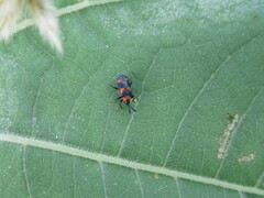 Microrhopala perforata