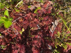 Drosera rotundifolia