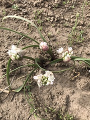 Allium tolmiei