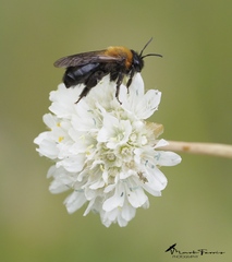 Andrena thoracica