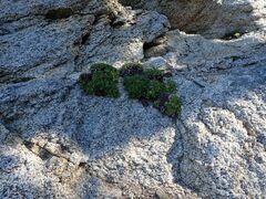 Heuchera hirsutissima