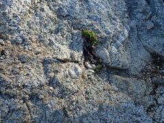 Heuchera hirsutissima