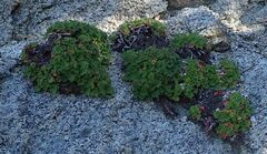 Heuchera hirsutissima