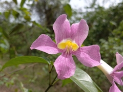 Bignonia aequinoctialis