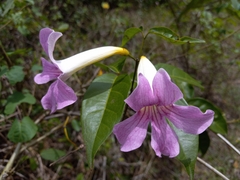 Bignonia aequinoctialis