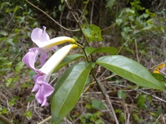 Bignonia aequinoctialis