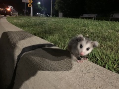 Didelphis virginiana