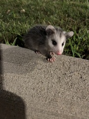 Didelphis virginiana