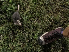 Didelphis virginiana