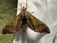 Marumba gaschkewitschii