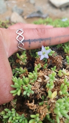 Nolana ramosissima