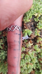 Nolana ramosissima