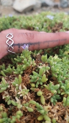 Nolana ramosissima