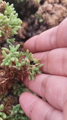 Nolana ramosissima