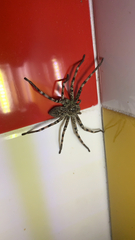 Eusparassus