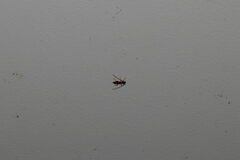 Heterachthes quadrimaculatus