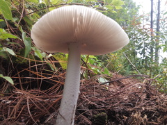 Amanita elliptosperma