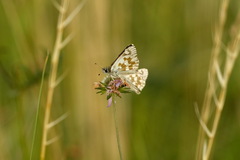 Muschampia tessellum