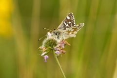 Muschampia tessellum