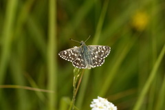 Muschampia tessellum