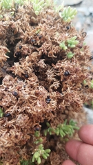 Nolana ramosissima
