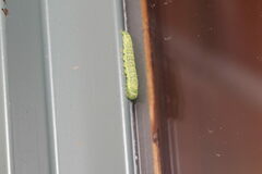 Lithophane antennata