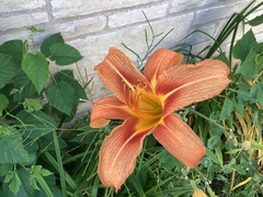 Hemerocallis fulva