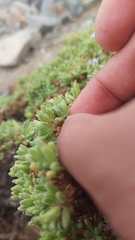 Nolana ramosissima