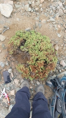 Nolana ramosissima