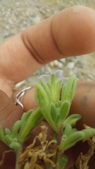 Nolana ramosissima