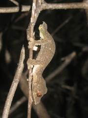 Uroplatus