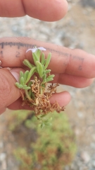 Nolana ramosissima