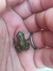 Eleutherodactylus marnockii