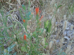 Castilleja minor