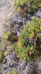 Nolana ramosissima