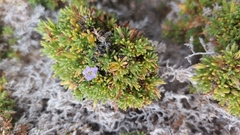 Nolana ramosissima