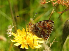 Boloria pales