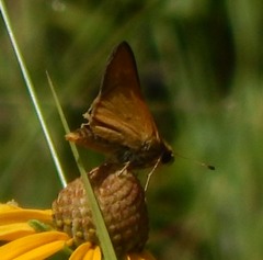 Hesperia meskei