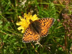 Boloria pales