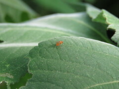 Diptera