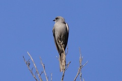 Muscipipra vetula