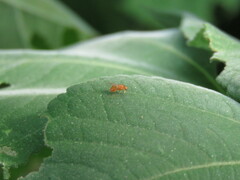 Diptera